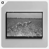 アートパネル-Picking Cotton, Lake Dick Project
 - ラッセル リー Canvas.
