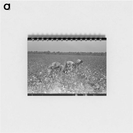 アートメモ帳-Picking Cotton, Lake Dick Project
 - ラッセル リー Memo.