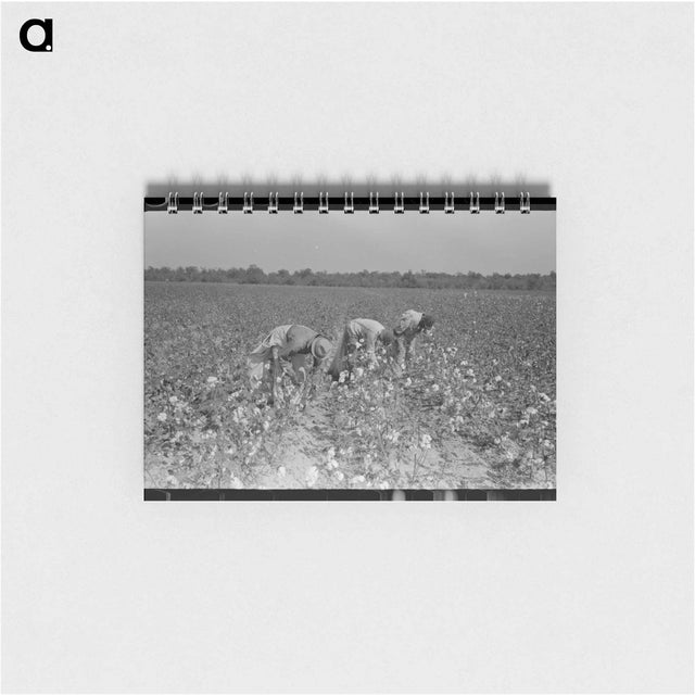 アートメモ帳-Picking Cotton, Lake Dick Project
 - ラッセル リー Memo.