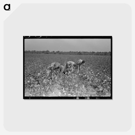 アートポストカード-Picking Cotton, Lake Dick Project
 - ラッセル リー Postcard.