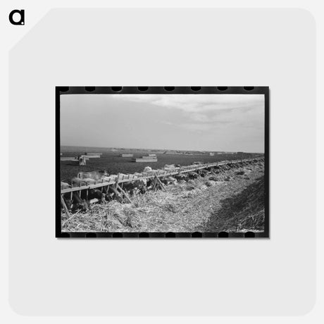アートポストカード-Mass Feeding
 - ラッセル リー Postcard.