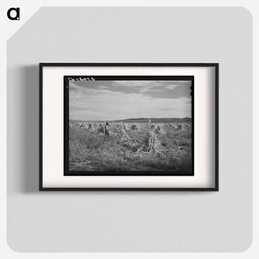 アートポスター-Cornfield, Concho, Arizona
 - ラッセル リー Poster.