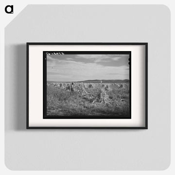 Cornfield, Concho, Arizona
 - ラッセル リー Poster.