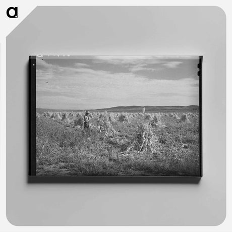 アートパネル-Cornfield, Concho, Arizona
 - ラッセル リー Canvas.