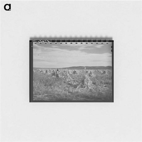 アートメモ帳-Cornfield, Concho, Arizona
 - ラッセル リー Memo.