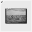 アートポストカード-Cornfield, Concho, Arizona
 - ラッセル リー Postcard.