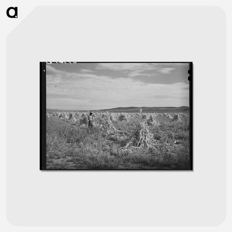 アートポストカード-Cornfield, Concho, Arizona
 - ラッセル リー Postcard.
