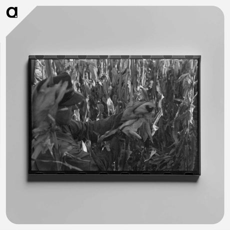 アートパネル-Husking Corn
 - ラッセル リー Canvas.