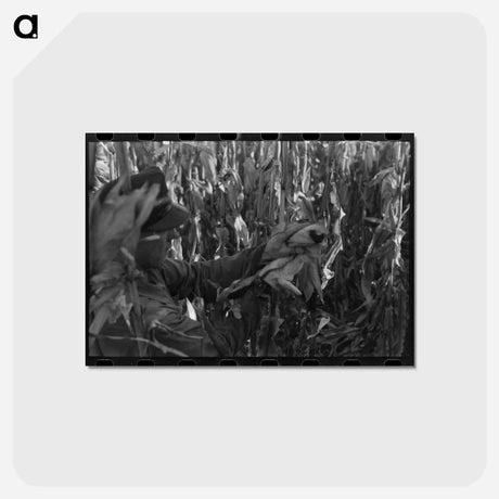アートポストカード-Husking Corn
 - ラッセル リー Postcard.