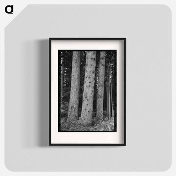 Trees on Long Bell Lumber Holdings
 - ラッセル リー Poster.