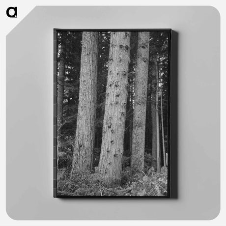 アートパネル-Trees on Long Bell Lumber Holdings
 - ラッセル リー Canvas.