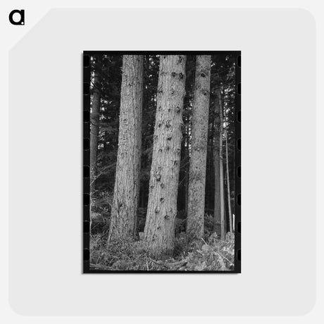 アートポストカード-Trees on Long Bell Lumber Holdings
 - ラッセル リー Postcard.