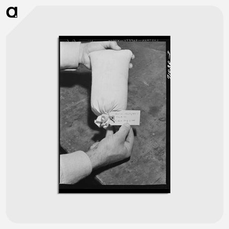 アートポストカード-Guayule Seed Propagation
 - ラッセル リー Postcard.