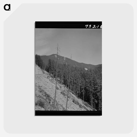 アートポストカード-Willamette National Forest
 - ラッセル リー Postcard.