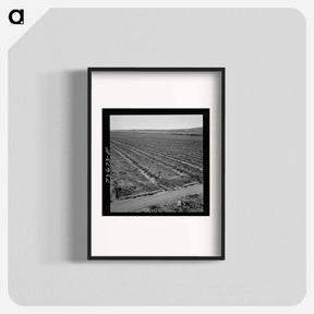 アートポスター-Celery Field and Irrigation Ditch
 - ラッセル リー Poster.