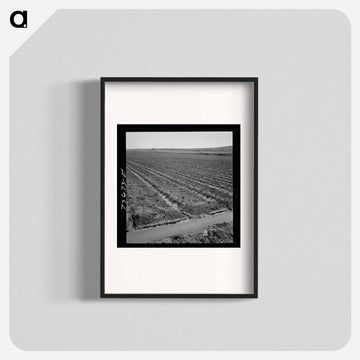 Celery Field and Irrigation Ditch
 - ラッセル リー Poster.