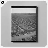 アートパネル-Celery Field and Irrigation Ditch
 - ラッセル リー Canvas.