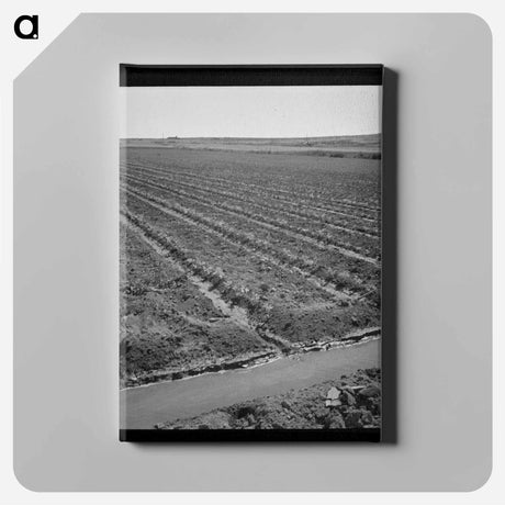 アートパネル-Celery Field and Irrigation Ditch
 - ラッセル リー Canvas.