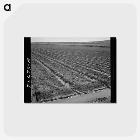 アートポストカード-Celery Field and Irrigation Ditch
 - ラッセル リー Postcard.