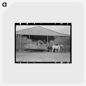 アートポストカード-Mineral King Hay Unloading
 - ラッセル リー Postcard.