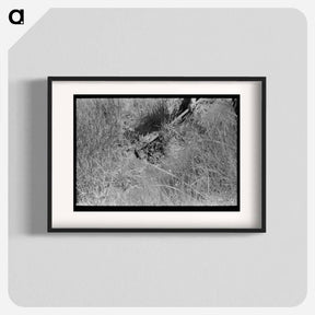 アートポスター-Irrigating a Wheat Field, Chamisal
 - ラッセル リー Poster.