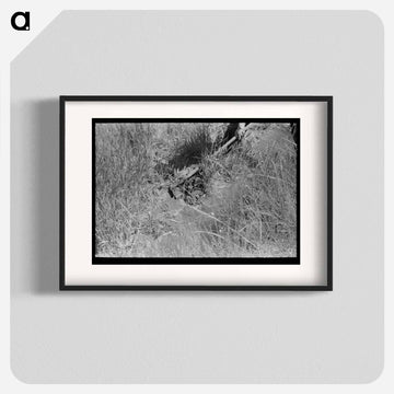 Irrigating a Wheat Field, Chamisal
 - ラッセル リー Poster.