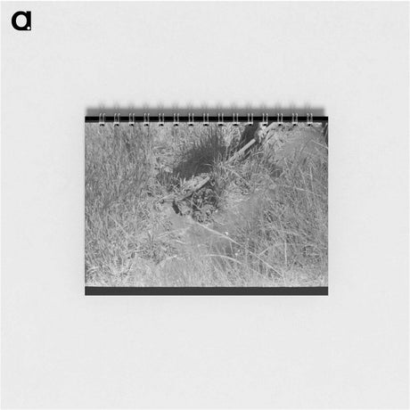 アートメモ帳-Irrigating a Wheat Field, Chamisal
 - ラッセル リー Memo.
