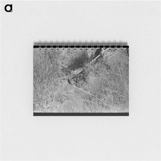 アートメモ帳-Irrigating a Wheat Field, Chamisal
 - ラッセル リー Memo.