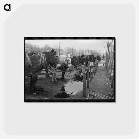 アートポストカード-Mules at Hitching Posts
 - ラッセル リー Postcard.