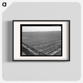 アートポスター-Onion Field, Eagle Pass
 - ラッセル リー Poster.