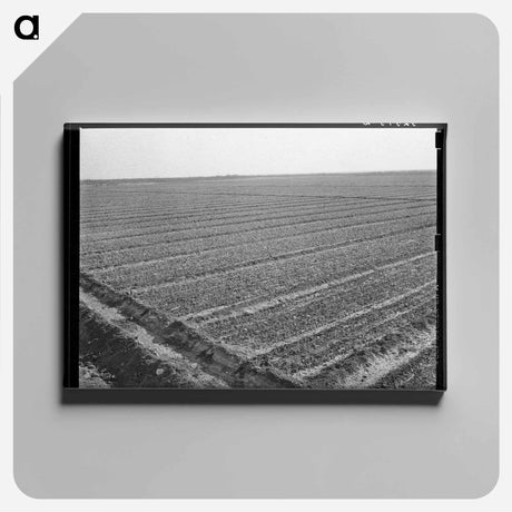 アートパネル-Onion Field, Eagle Pass
 - ラッセル リー Canvas.