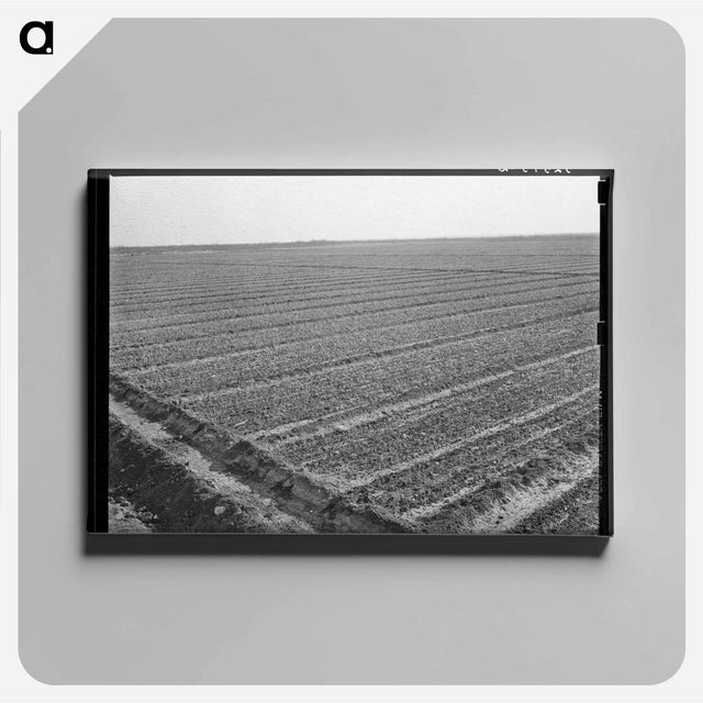 アートパネル-Onion Field, Eagle Pass
 - ラッセル リー Canvas.