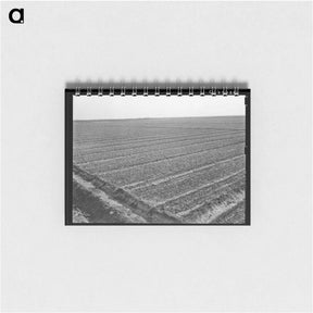 アートメモ帳-Onion Field, Eagle Pass
 - ラッセル リー Memo.