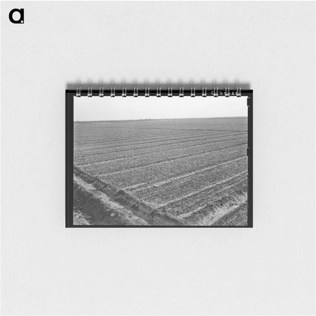 アートメモ帳-Onion Field, Eagle Pass
 - ラッセル リー Memo.