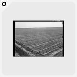 アートポストカード-Onion Field, Eagle Pass
 - ラッセル リー Postcard.