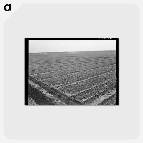 アートポストカード-Onion Field, Eagle Pass
 - ラッセル リー Postcard.