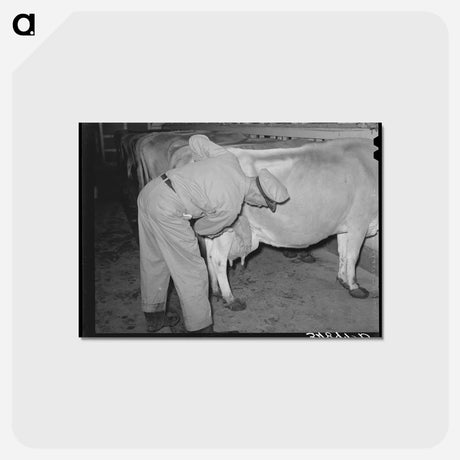 アートポストカード-Washing Udder
 - ラッセル リー Postcard.