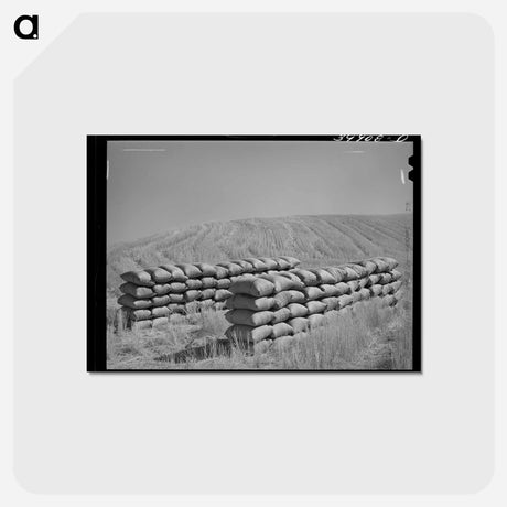 アートポストカード-Sacked Wheat in the Field
 - ラッセル リー Postcard.