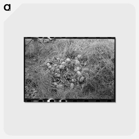 アートポストカード-Beet Unloading Machine Worker
 - ラッセル リー Postcard.