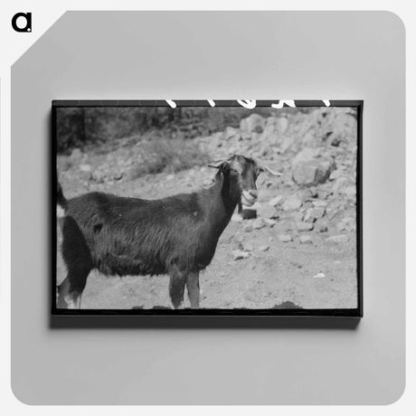 アートパネル-Prospector and Milk Goat
 - ラッセル リー Canvas.