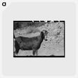アートポストカード-Prospector and Milk Goat
 - ラッセル リー Postcard.