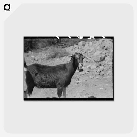 アートポストカード-Prospector and Milk Goat
 - ラッセル リー Postcard.