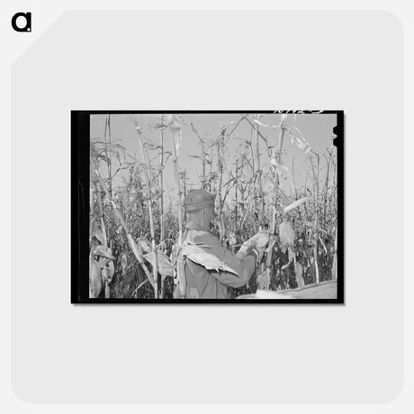 アートポストカード-Cornhusking Contestant
 - ラッセル リー Postcard.