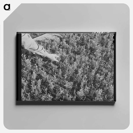 アートパネル-Guayule Seedlings Nursery
 - ラッセル リー Canvas.