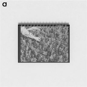 アートメモ帳-Guayule Seedlings Nursery
 - ラッセル リー Memo.