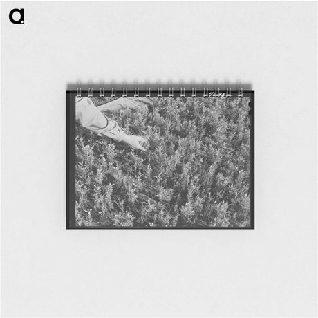 アートメモ帳-Guayule Seedlings Nursery
 - ラッセル リー Memo.