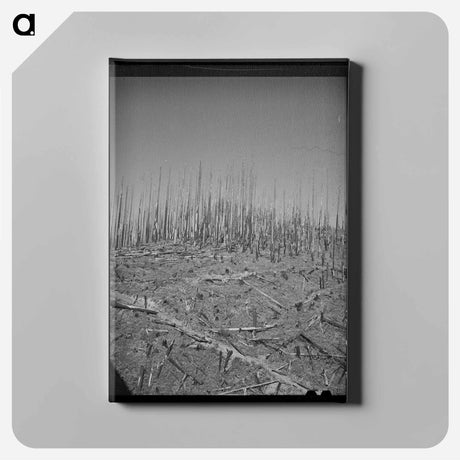 アートパネル-Clatsop County Burned Forest
 - ラッセル リー Canvas.