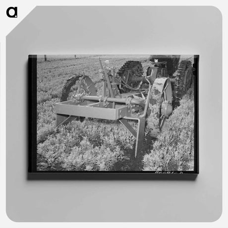 アートパネル-Guayule Nursery Digger Demonstration
 - ラッセル リー Canvas.