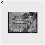 アートポストカード-Guayule Nursery Digger Demonstration
 - ラッセル リー Postcard.