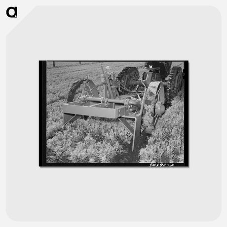 アートポストカード-Guayule Nursery Digger Demonstration
 - ラッセル リー Postcard.